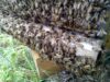 warr-entre-des-abeilles
