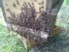 warrles-abeilles-battent-le-rappel