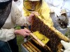brosse-abeilles