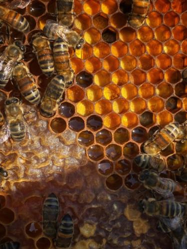 pollen sur cadre